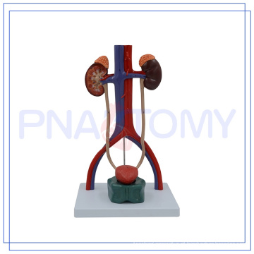 PNT-0567 modelo de sistema urinário humano sólido